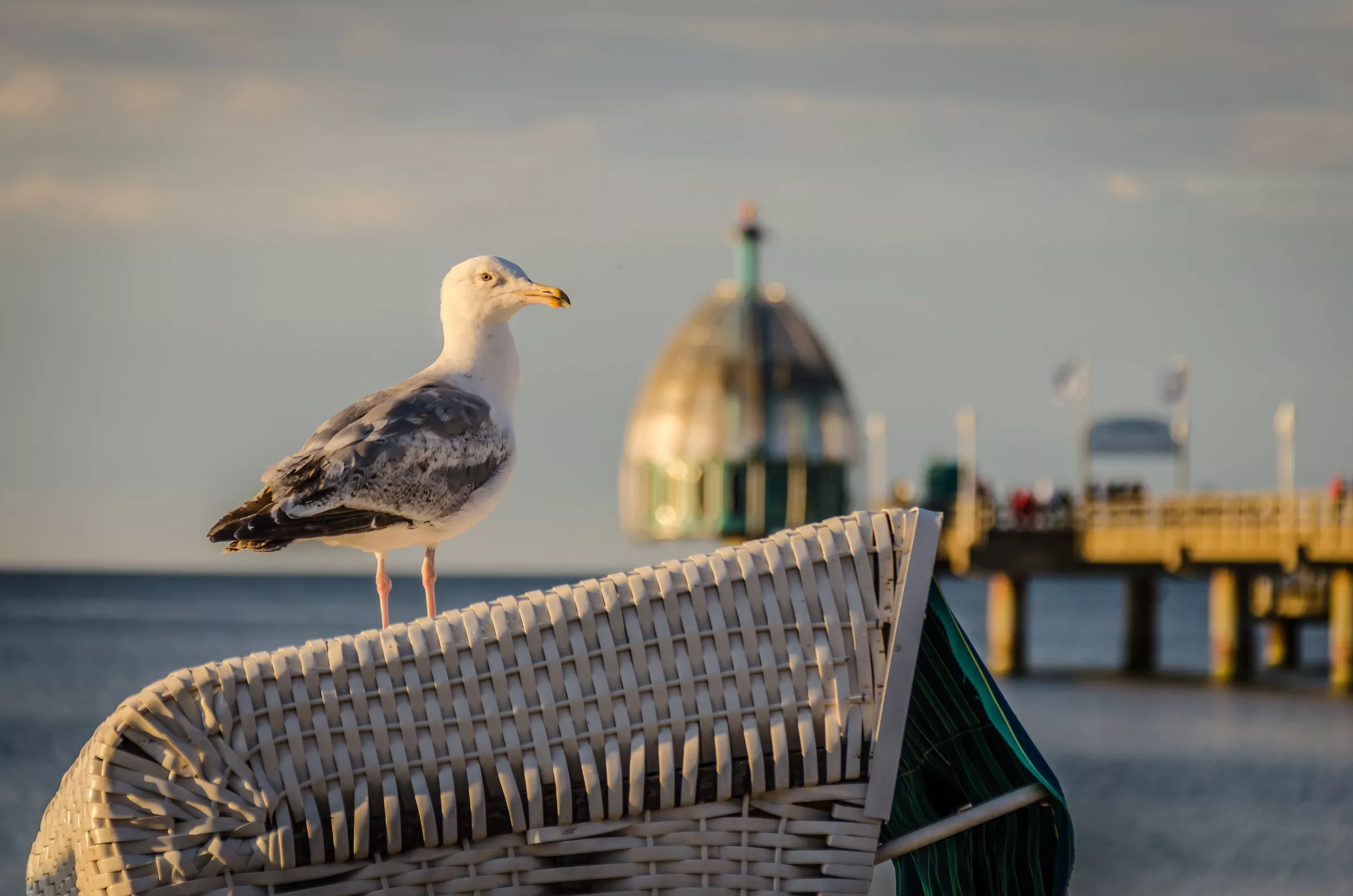 Möwe auf einem Strandkorb mit der Seebrücke und Tauchgondel Zinnowitz an der Ostsee auf Usedom